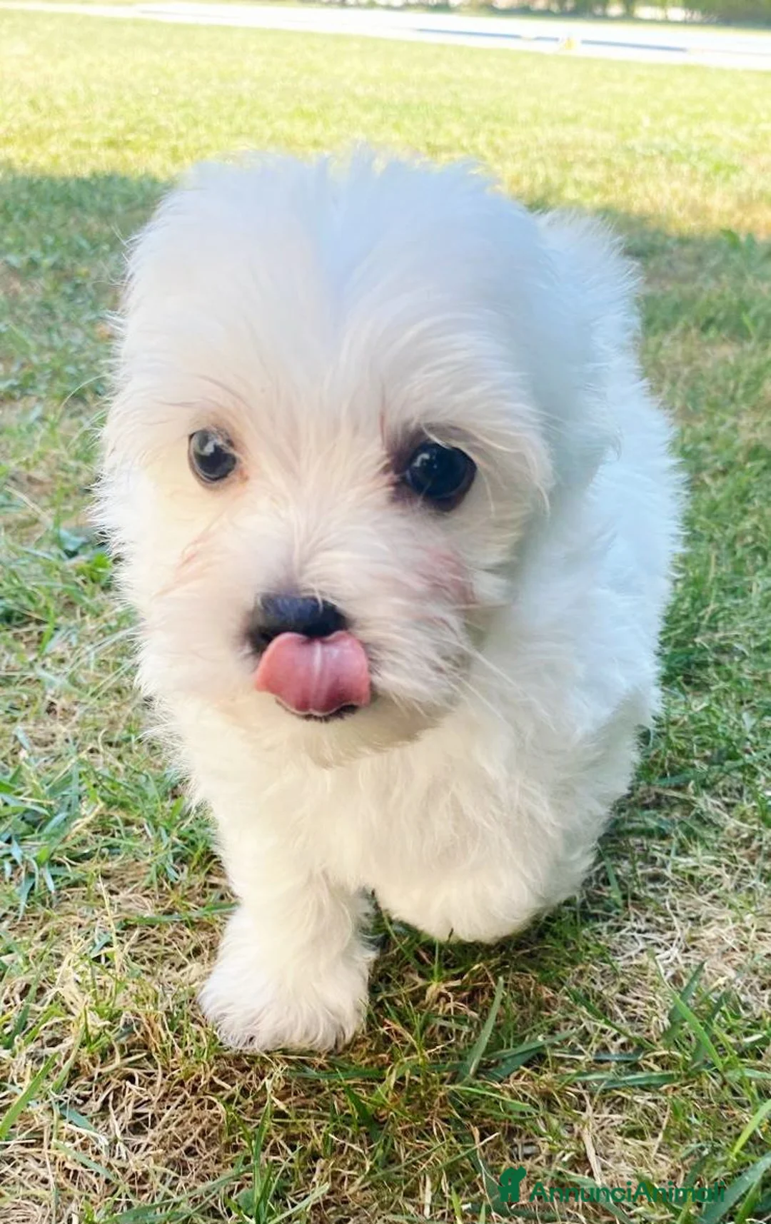Maltese cani in vendita: Cuccioli maltese  - Annuncio 1
