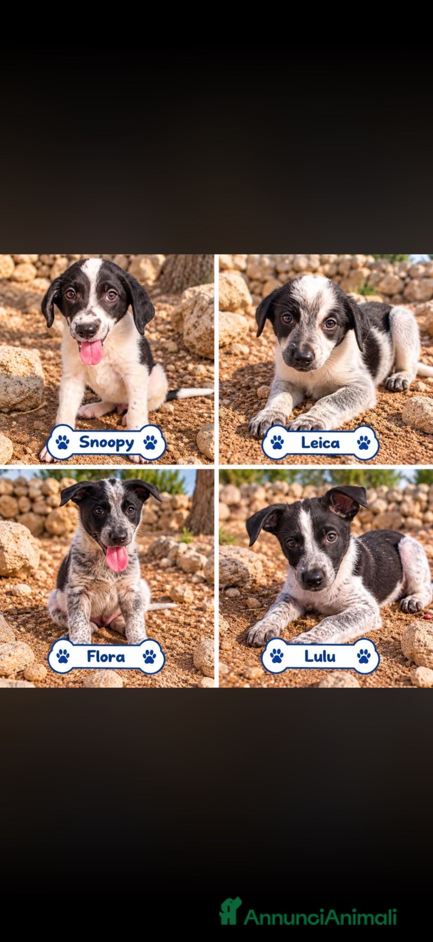 Meticcio cani 🐾❤️ QUATTRO PICCOLE MERAVIGLIE CERCANO CASA ❤️🐾 - Annuncio 19
