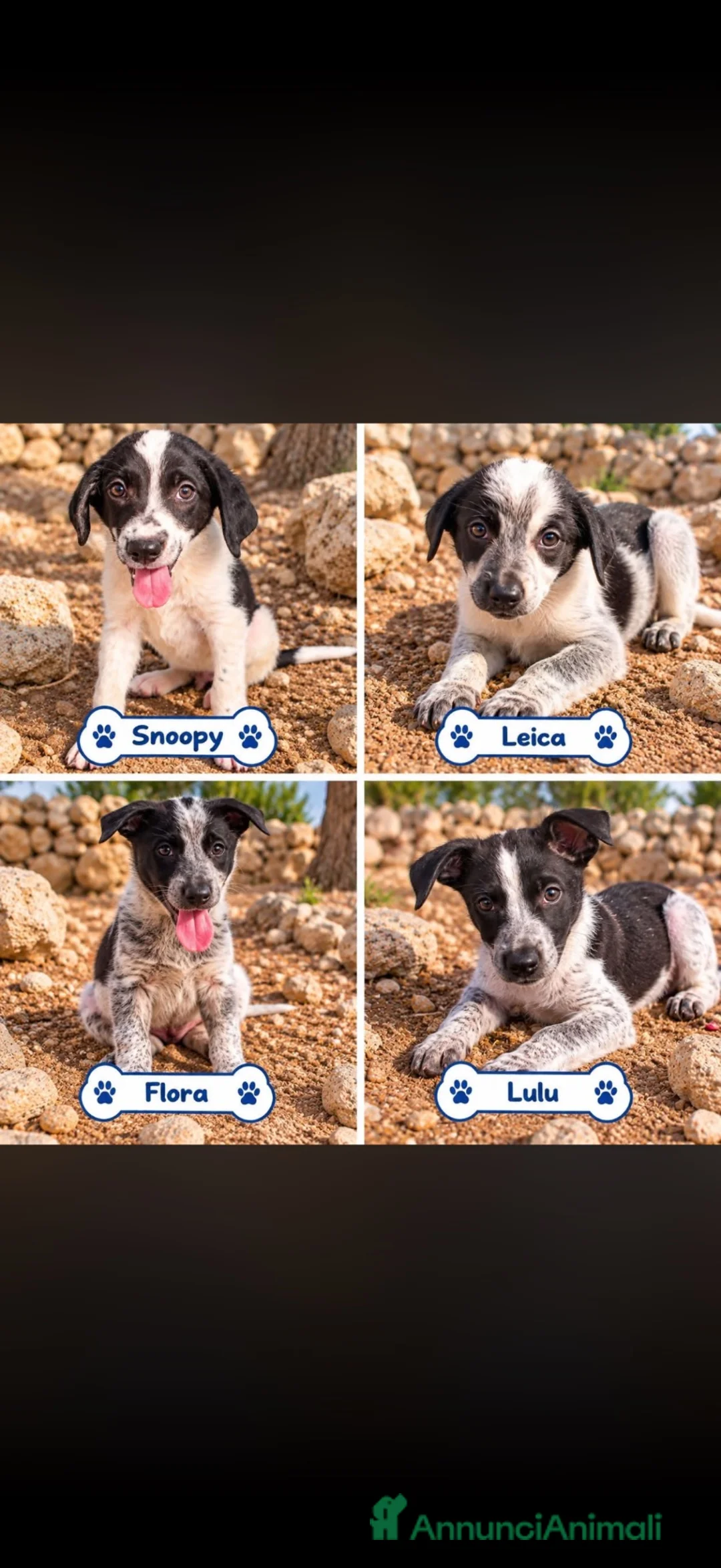 Meticcio cani in regalo: 🐾❤️ QUATTRO PICCOLE MERAVIGLIE CERCANO CASA ❤️🐾 - Annuncio 1