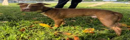 Meticcio cani in regalo: DANKO BELLISSIMO PIT - Annuncio 4