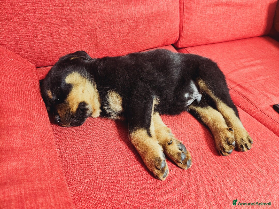 Rottweiler cani in vendita: Cucciolotto  - Annuncio 3