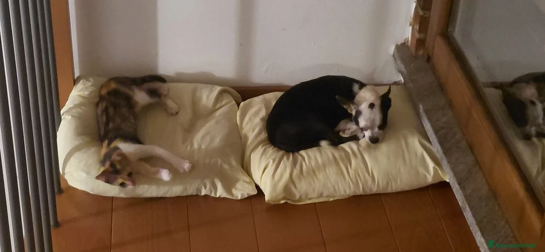 Chihuahua cani in regalo: Chihuahua femminuccia 1 anno e mezzo  - Annuncio 2