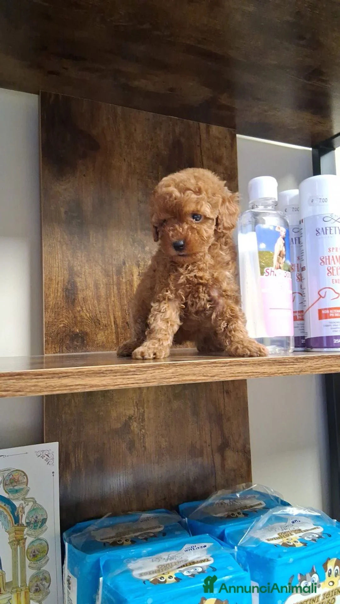 Barboncino Toy cani in vendita: Cuccioli di barboncino toy  - Annuncio 1