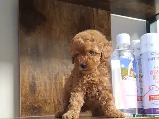 Barboncino Toy cani Cuccioli di barboncino toy - Annuncio 31