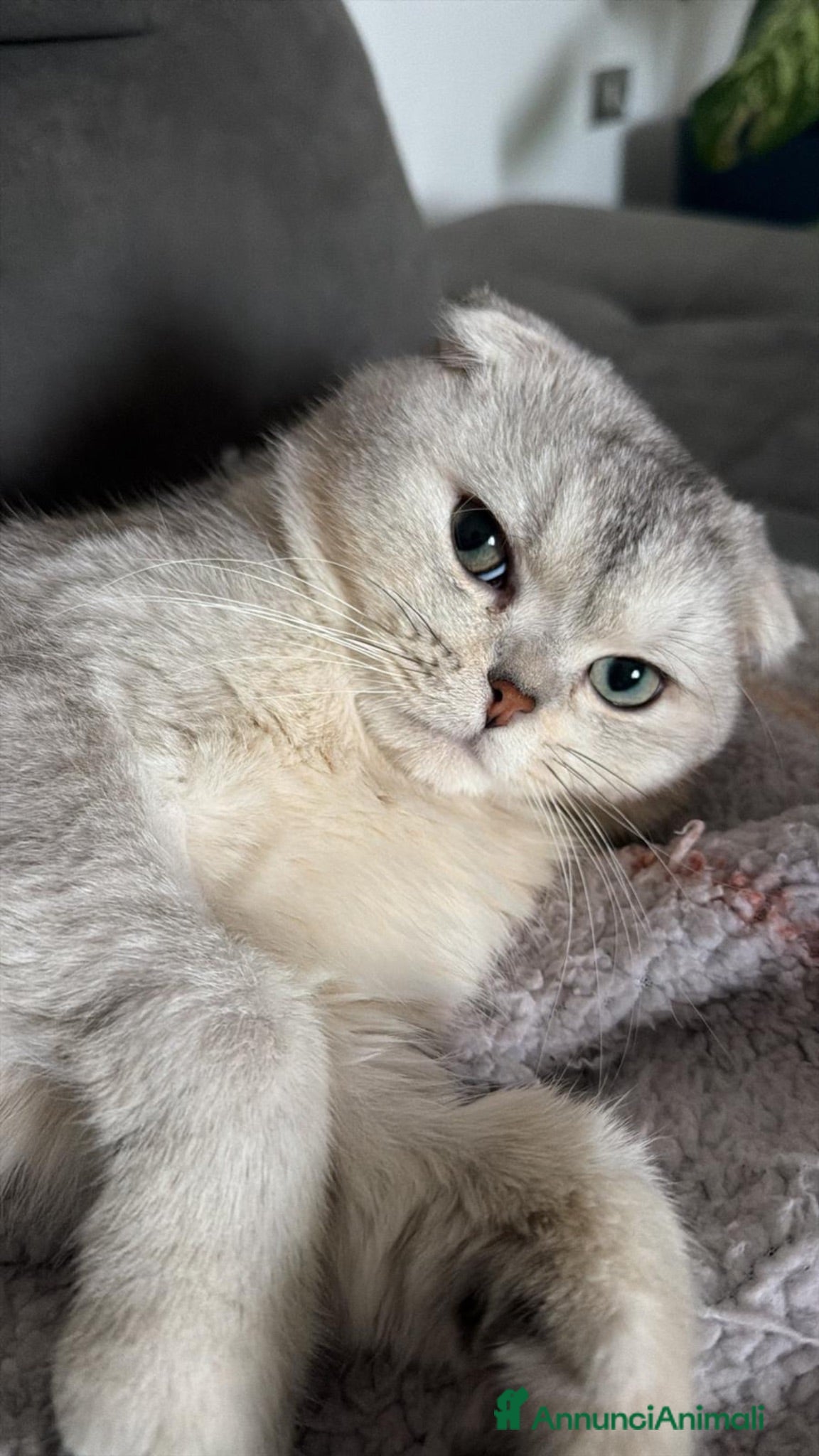Scottish gatti Stallone scottish fold per accoppiamento - Annuncio 9