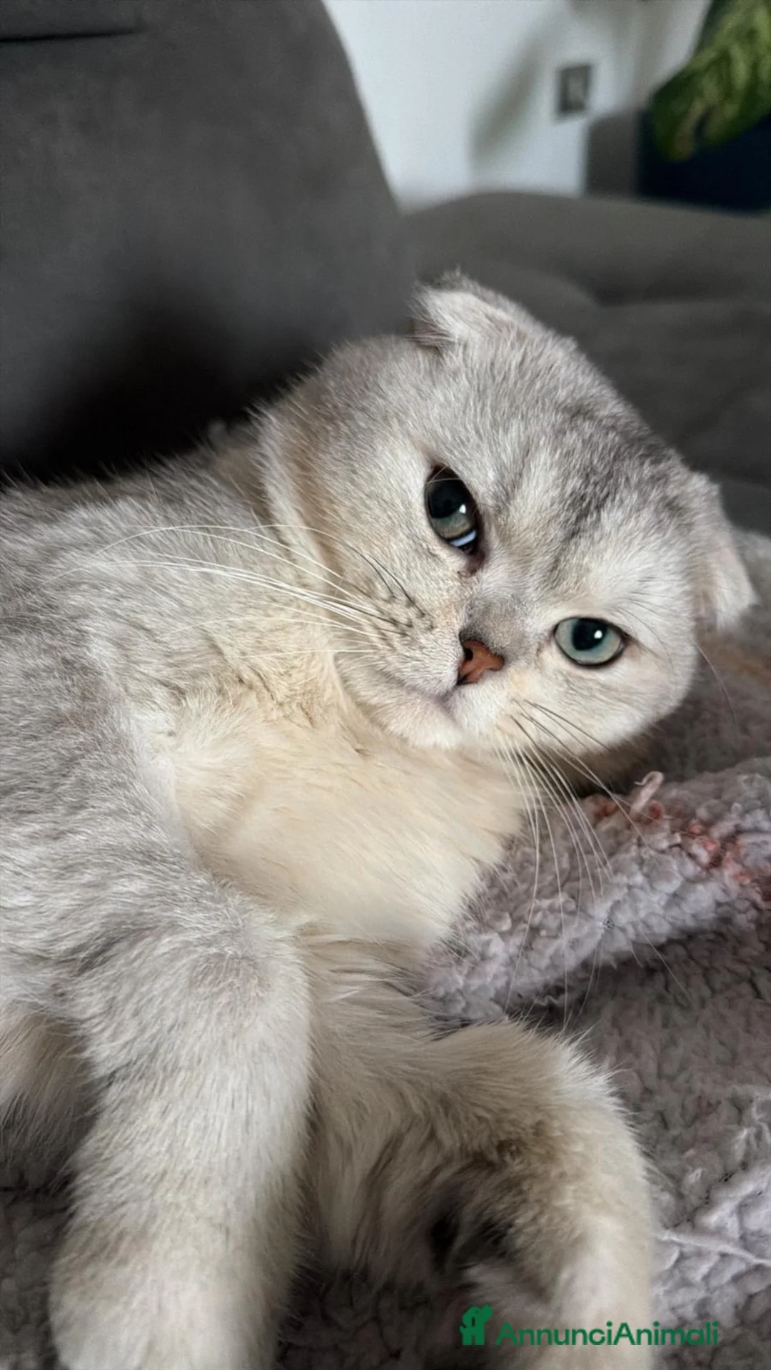 Scottish gatti per accoppiamento: Stallone scottish fold per accoppiamento - Annuncio 1