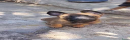 Pastore Belga cani in vendita: Pastore Belga Malinois di Villa Selen  - Annuncio 4