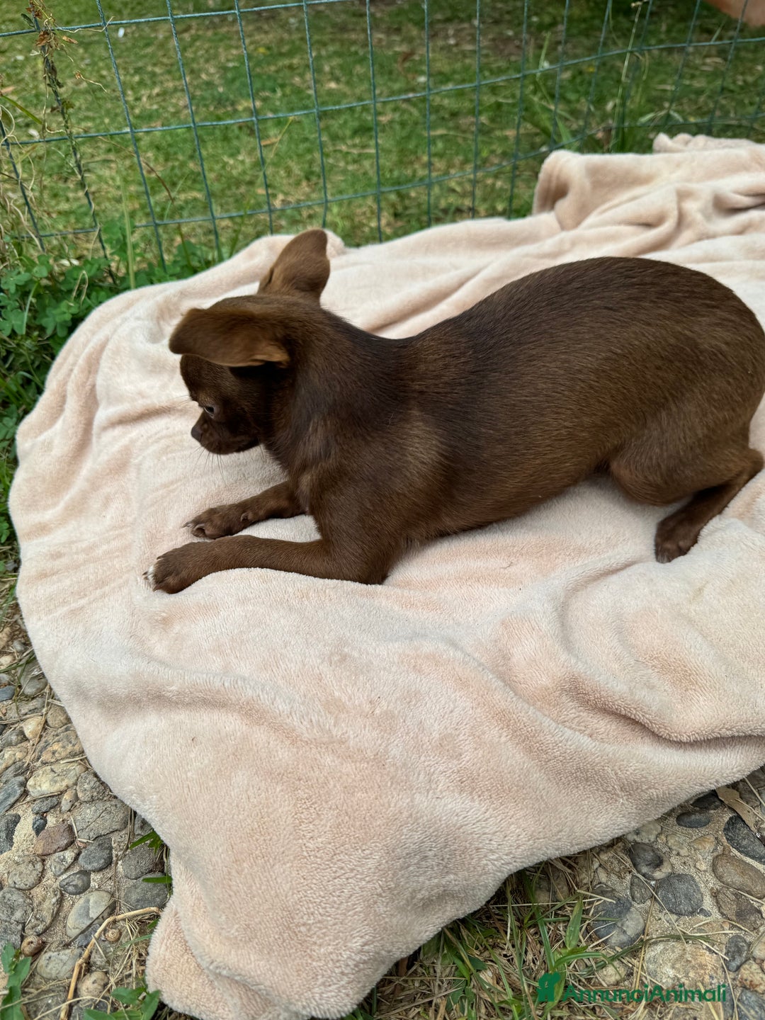 Chihuahua cani in vendita: Chihuahua maschio con pedigree Enci - Annuncio 12