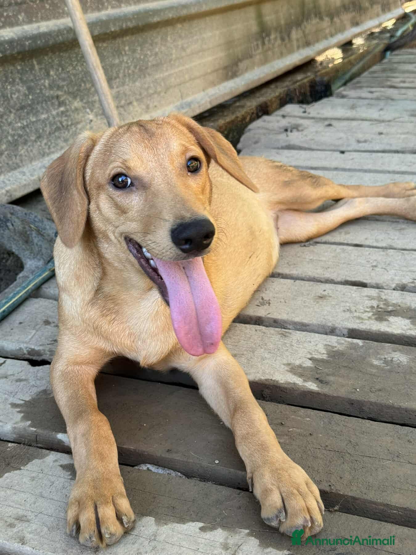 Meticcio cani ARON e ARES, cuccioli dolci ma sfortunati  - Annuncio 3