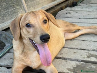 Meticcio cani ARON e ARES, cuccioli dolci ma sfortunati - Annuncio 3