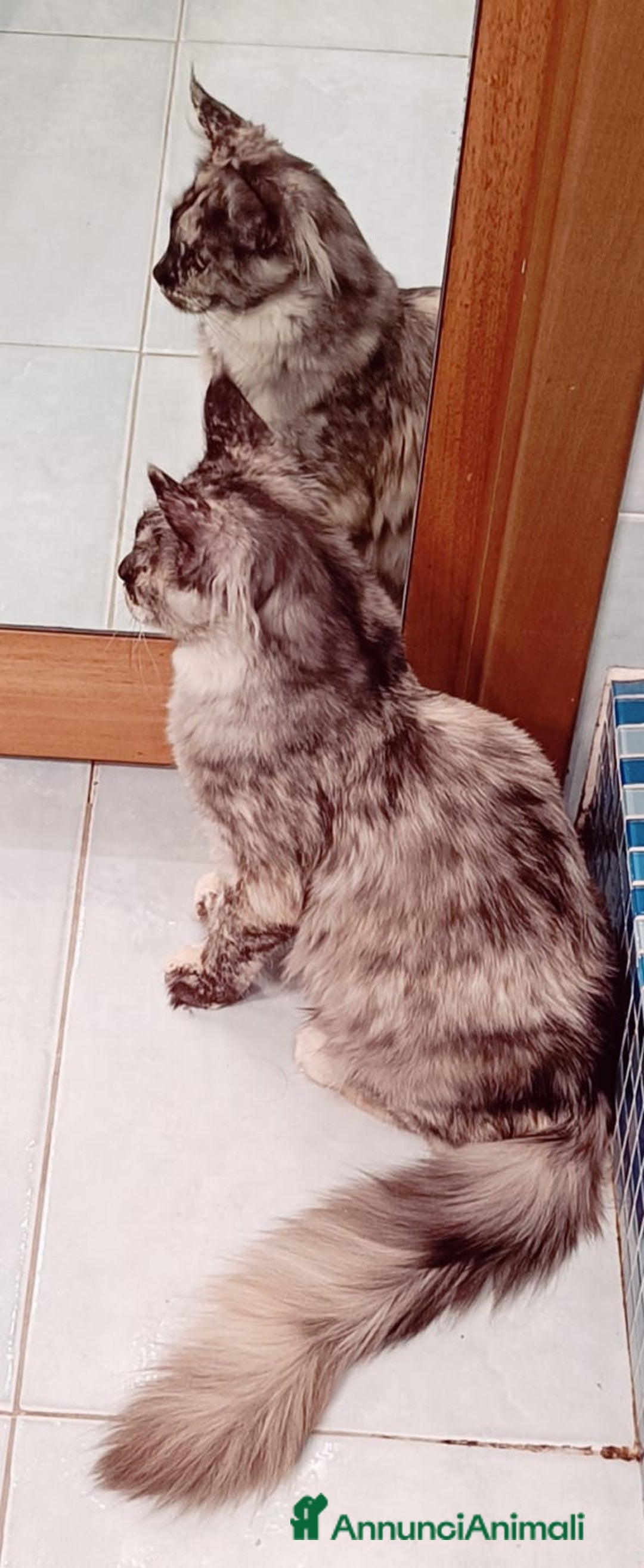 Maine Coon gatti in vendita: Cucciola Maine Coon Pedigree ANFI - Annuncio 5