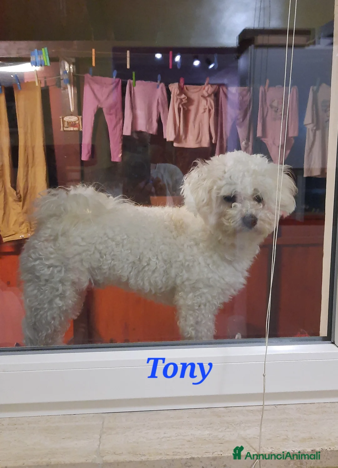 Maltese cani in vendita: Cuccioli maltesi  taglia mini/piccola pelo riccio  - Annuncio 5