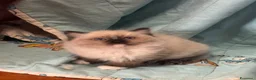 Ragdoll gatti in vendita: Cuccioli di razza Ragdoll a Città Metropolitana di Bologna - Annuncio 2
