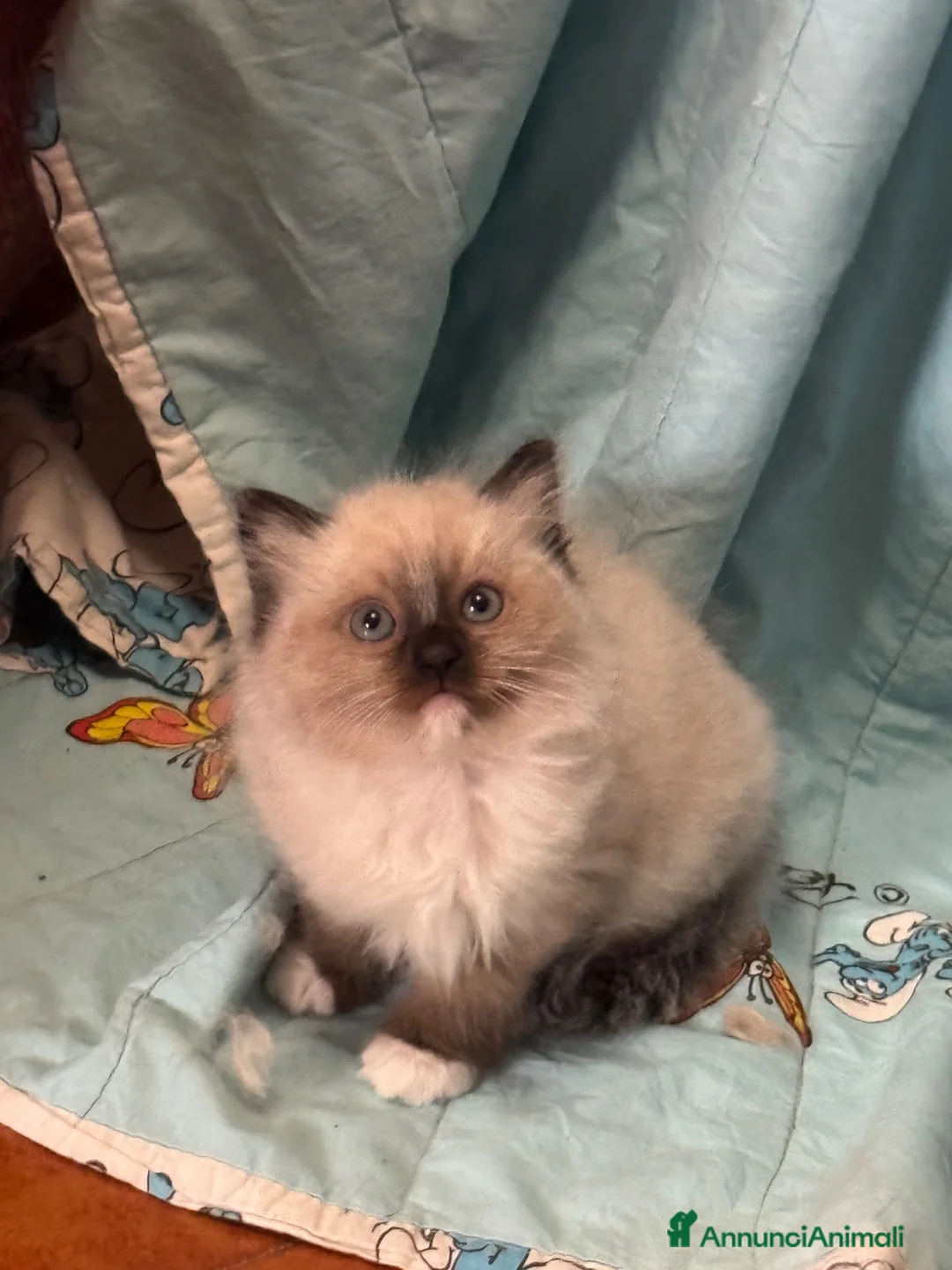 Ragdoll gatti in vendita: Cuccioli di razza Ragdoll a Città Metropolitana di Bologna - Annuncio 2