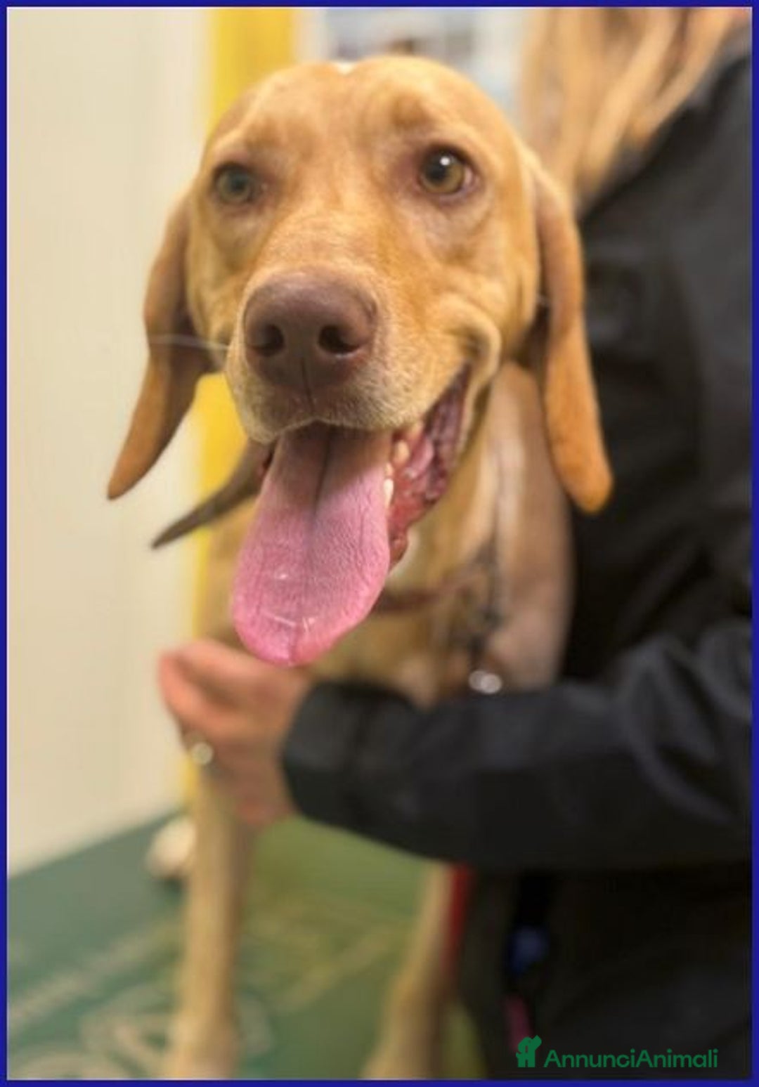 Meticcio cani in regalo: BAGIGIO stupendo cucciolone! - Annuncio 6