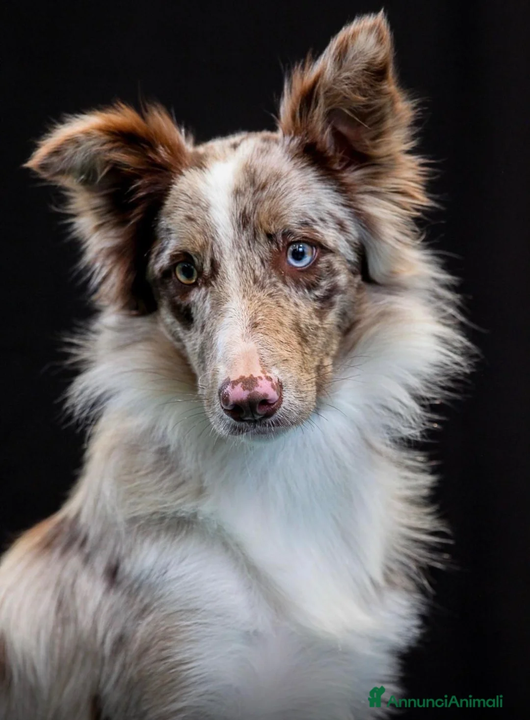 Border Collie cani in vendita: Border collie blue merle  a Provincia di Latina - Annuncio 1