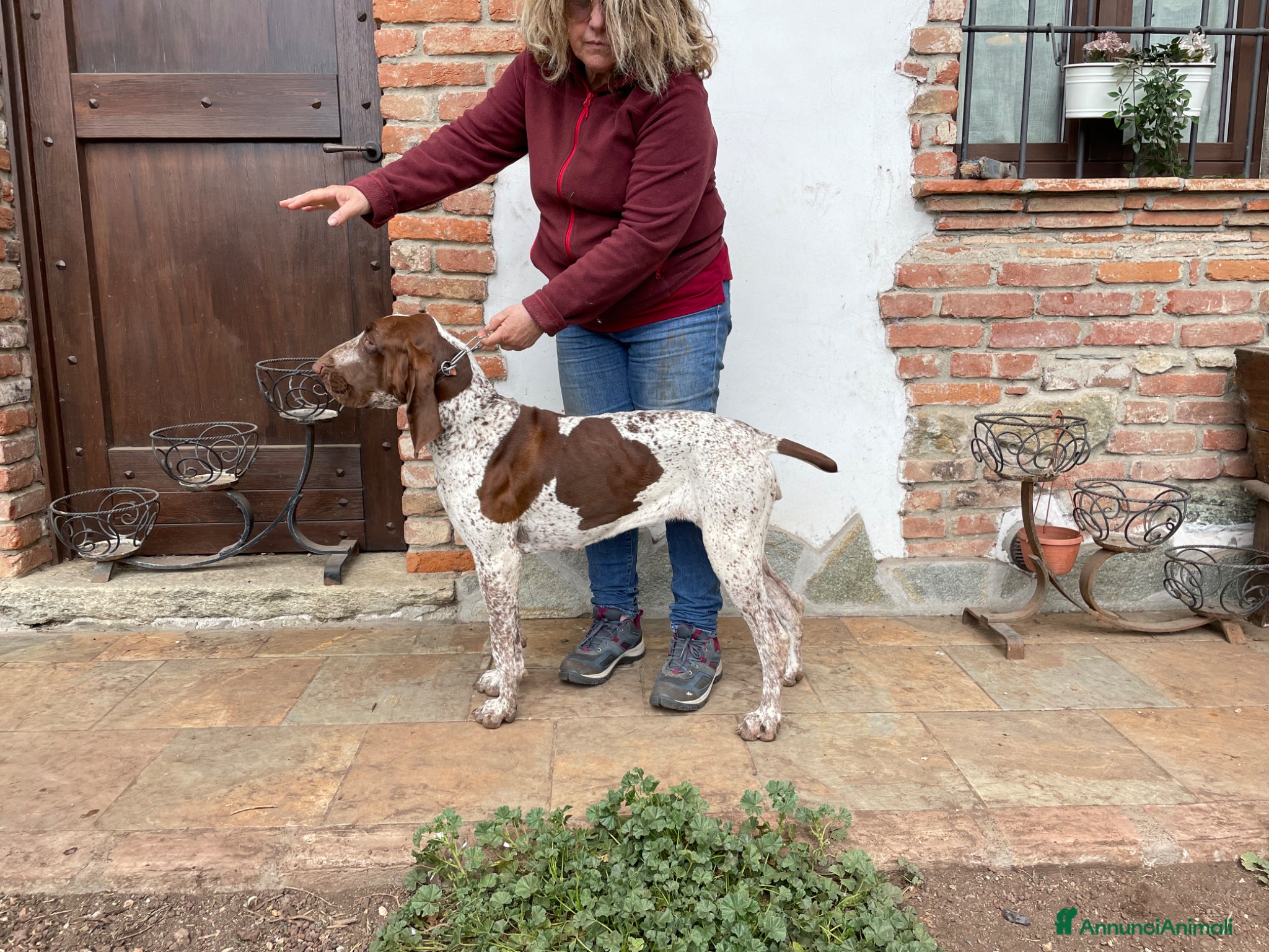 Bracco cani Cuccioli bracco italiano  - Annuncio 16