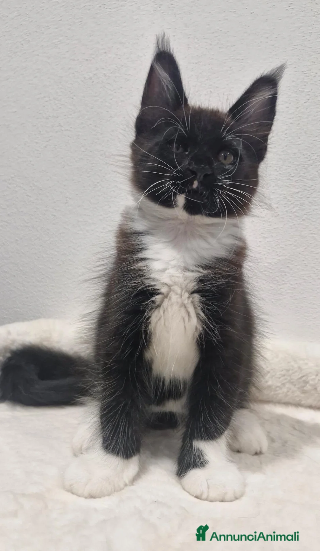 Maine Coon gatti in vendita: Ultimo maschietto - Annuncio 5