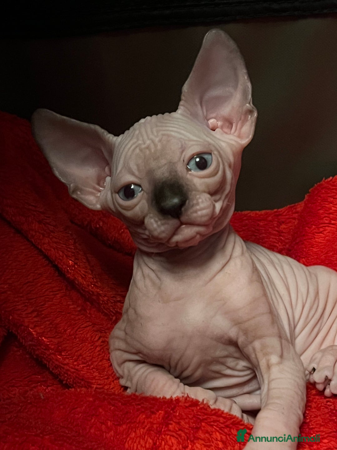 Sphynx gatti in vendita: Sphynx  - Annuncio 6