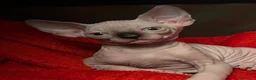 Sphynx gatti in vendita: Sphynx  - Annuncio 6