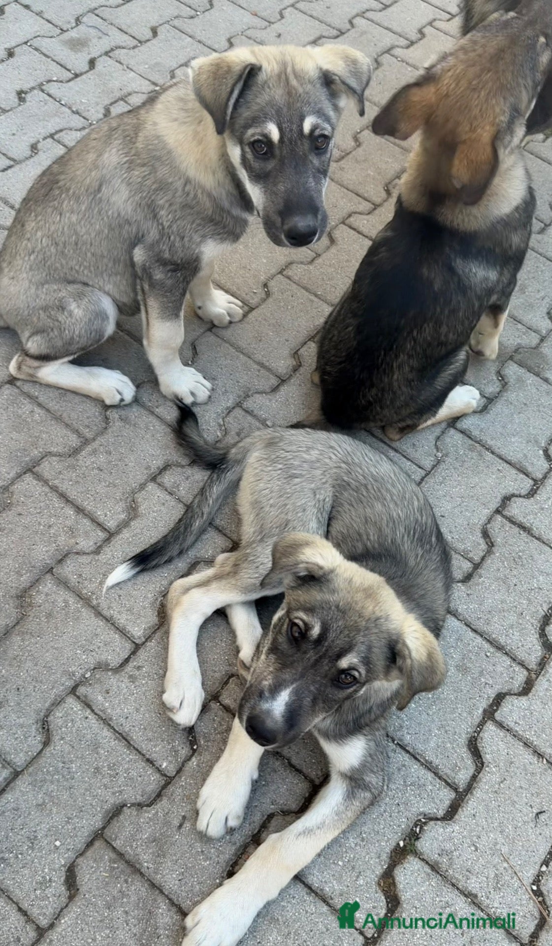 Meticcio cani Cuccioli mix Pastore del Caucaso e Husky - Annuncio 15