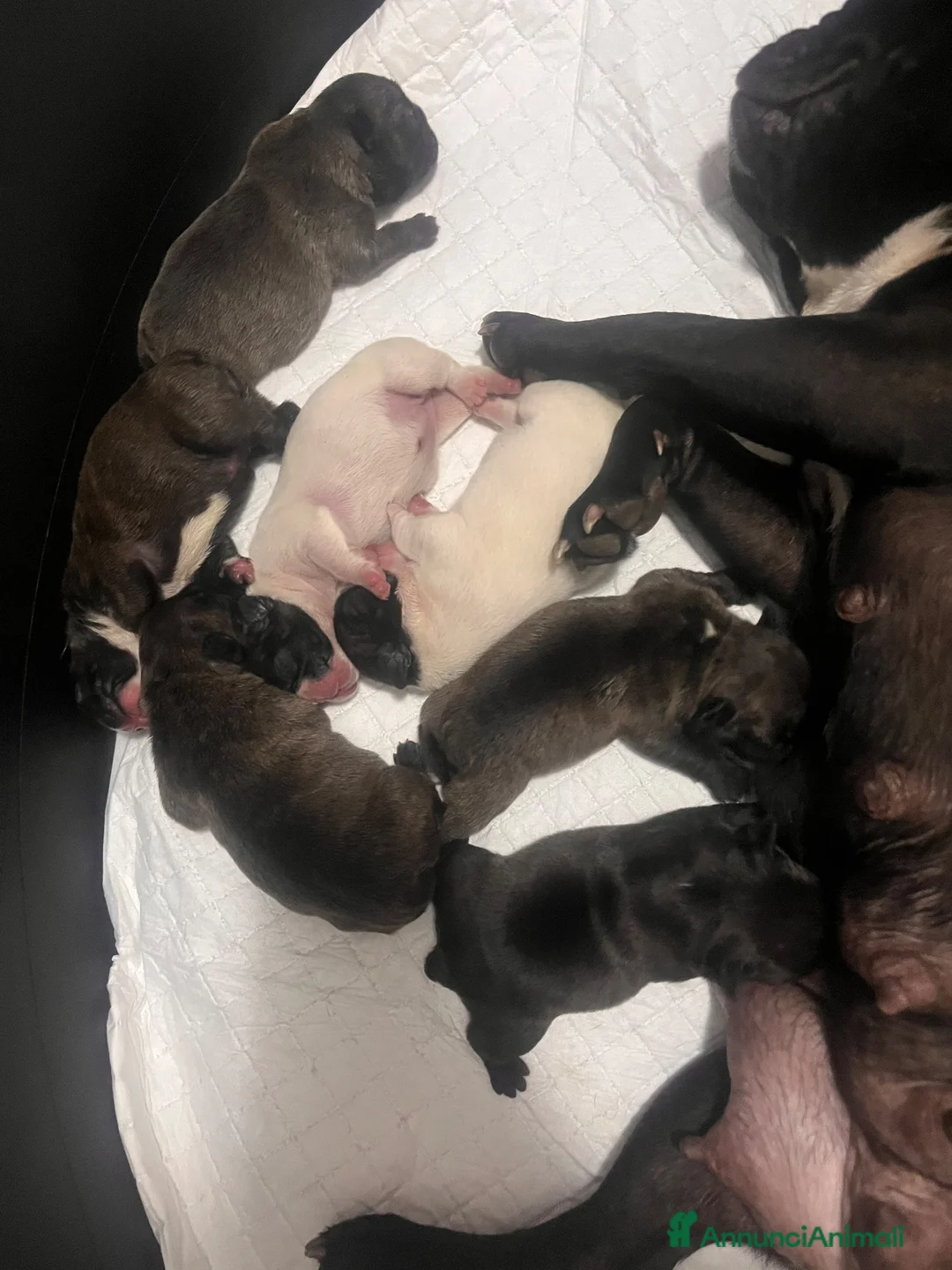 Bulldog Francese cani in vendita: Bulldog francese  - Annuncio 8