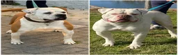 Bulldog cani in vendita: Cucciolo American bulldog  a Provincia di Latina - Annuncio 6