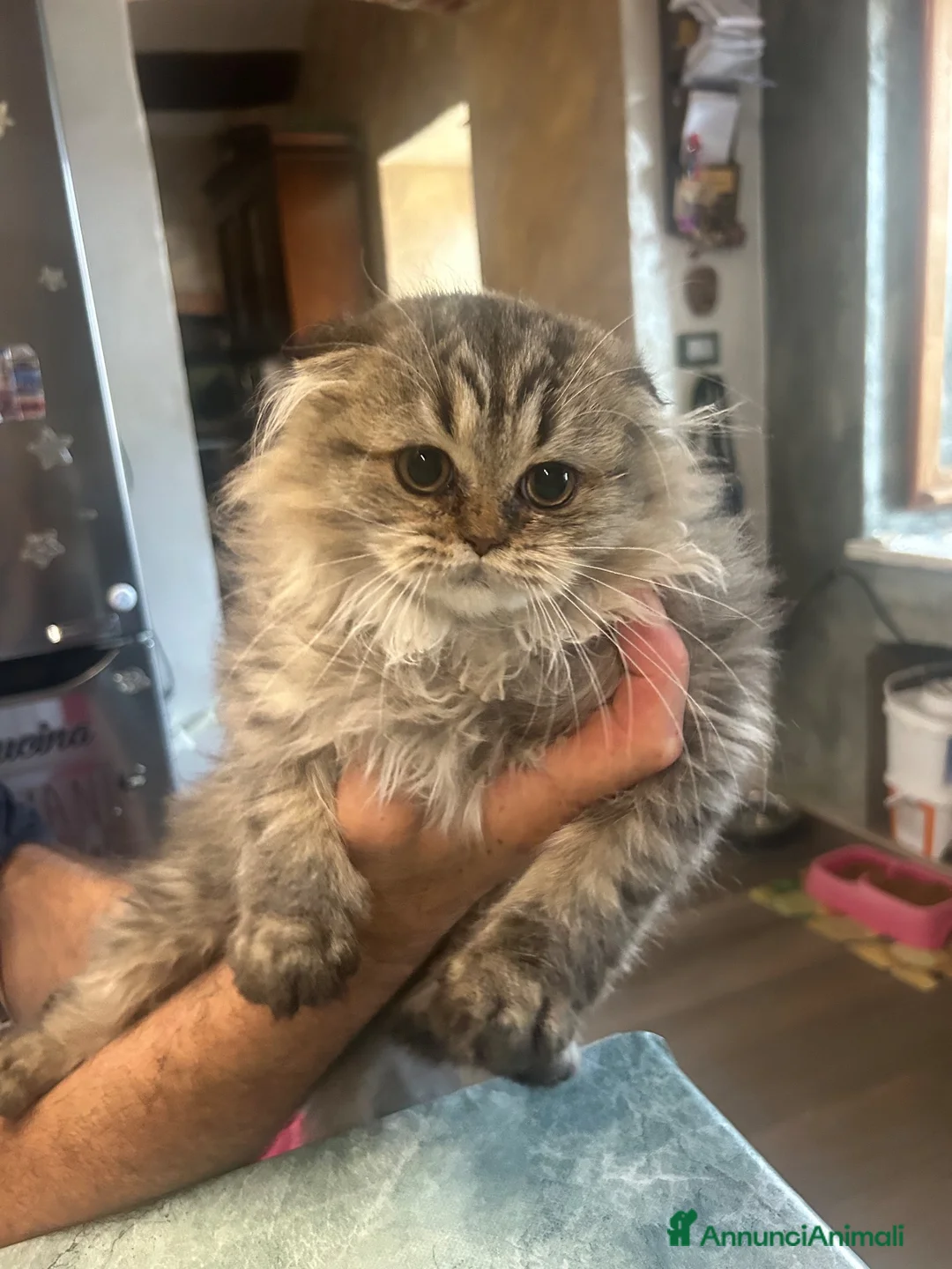 Scottish gatti in vendita: Scottish Fold femmina  a Città Metropolitana di Torino - Annuncio 6