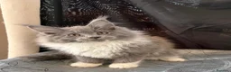 Maine Coon gatti in vendita: Cucciola Maine Coon - Annuncio 7