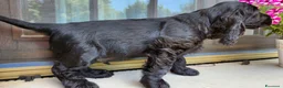 Cocker cani in vendita: Cuccioli di Cocker - Annuncio 4