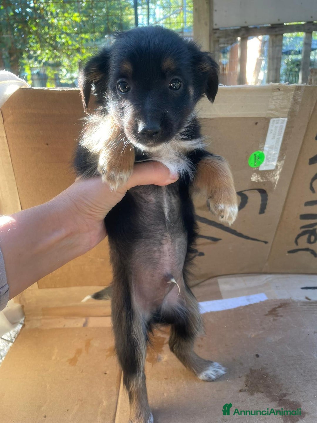 Meticcio cani in regalo: LE DOLCI PIETRE PREZIOSE - Annuncio 10