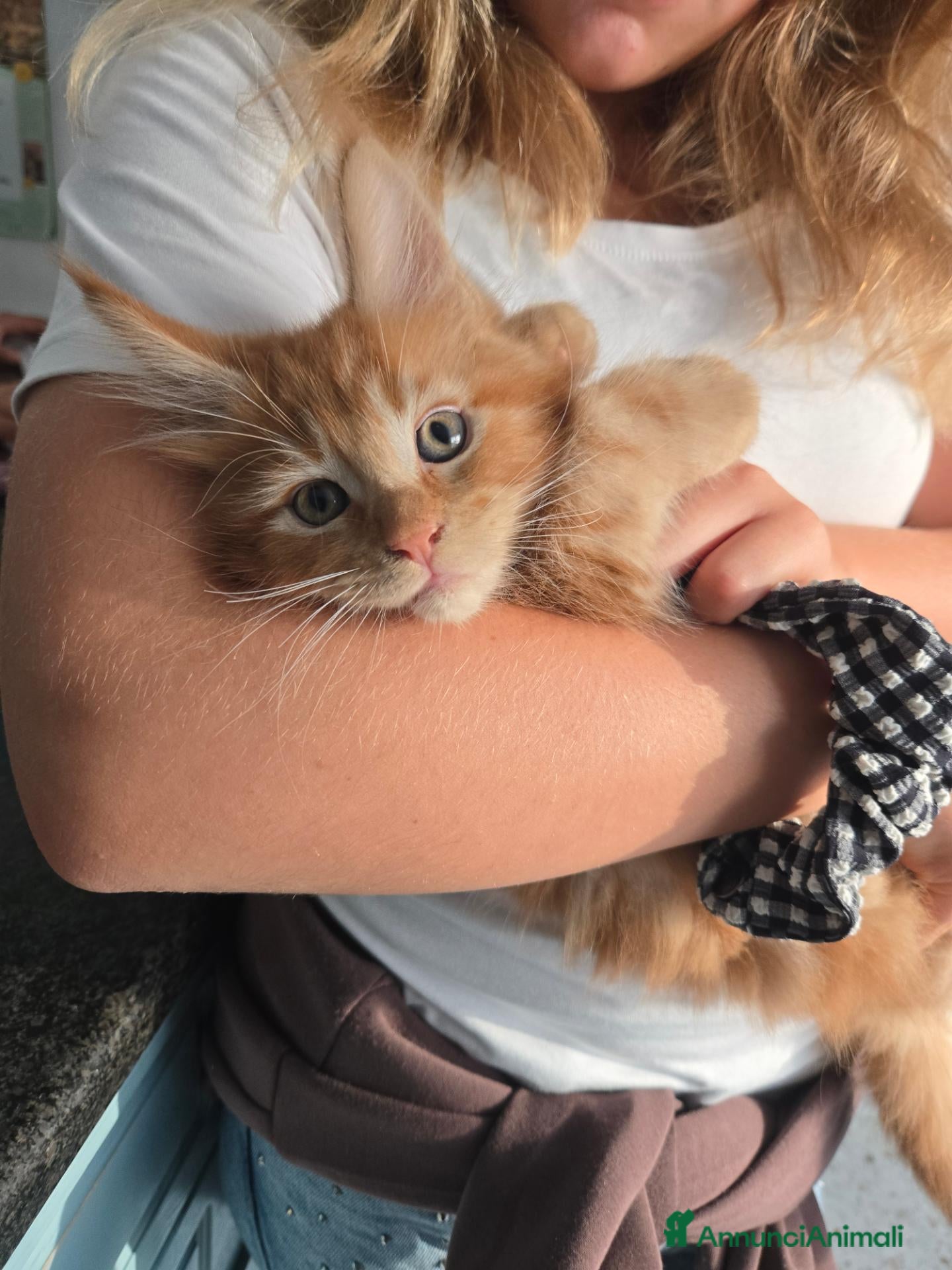 Maine Coon gatti Maine Coon Enfi  - Annuncio 1