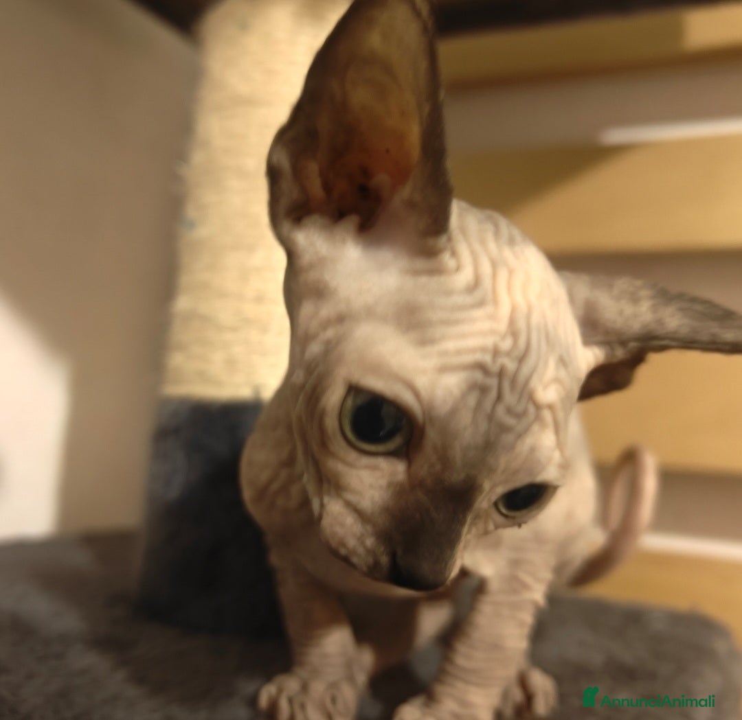 Sphynx gatti in vendita: Cucciola di Canadian Sphynx - Annuncio 2