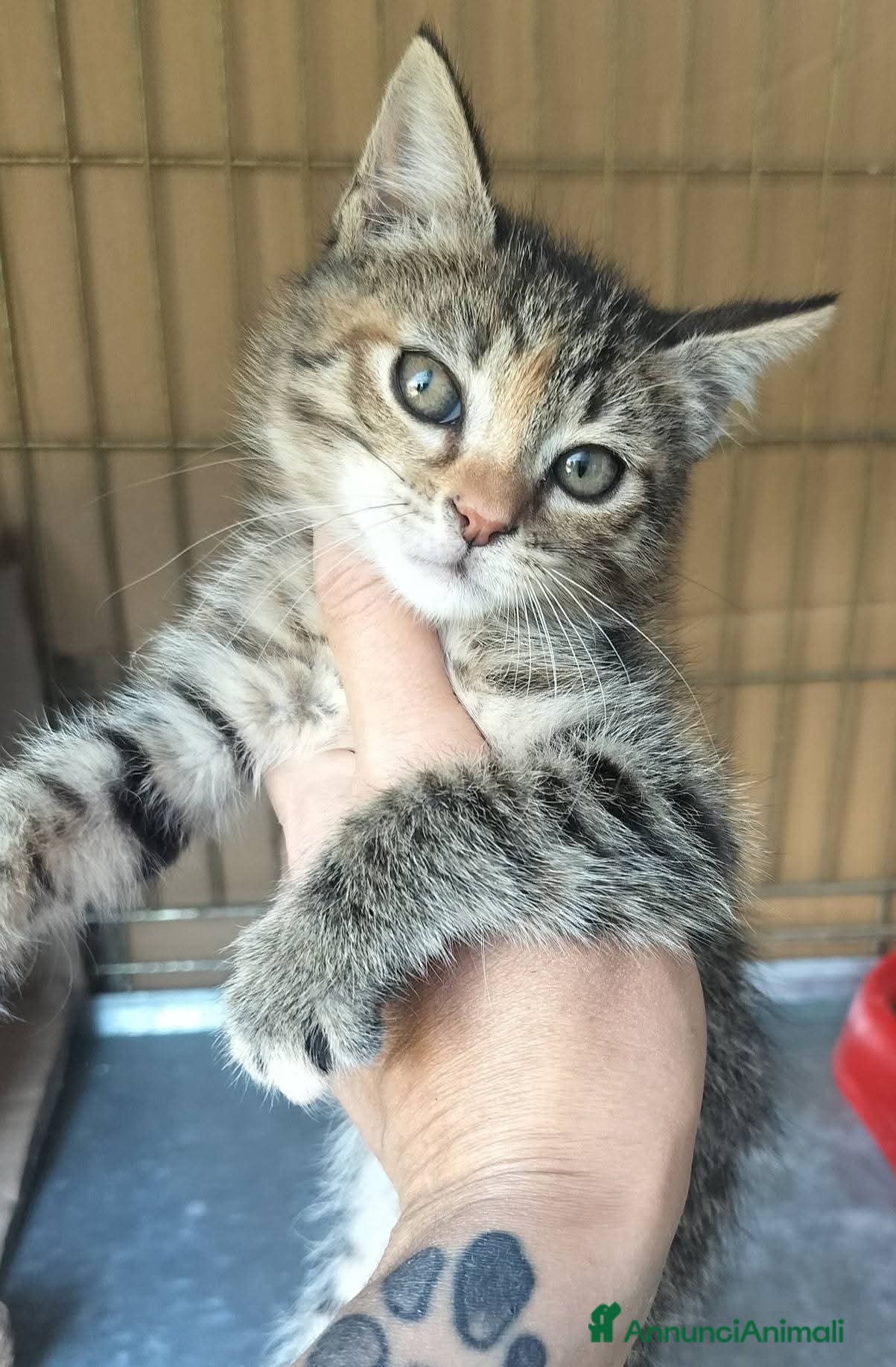 Meticcio gatti Piccola tigratina, circa 2 mesi  - Annuncio 2