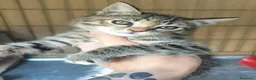 Meticcio gatti in regalo: Piccola tigratina, circa 2 mesi  - Annuncio 1