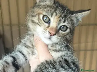 Meticcio gatti Piccola tigratina, circa 2 mesi - Annuncio 2