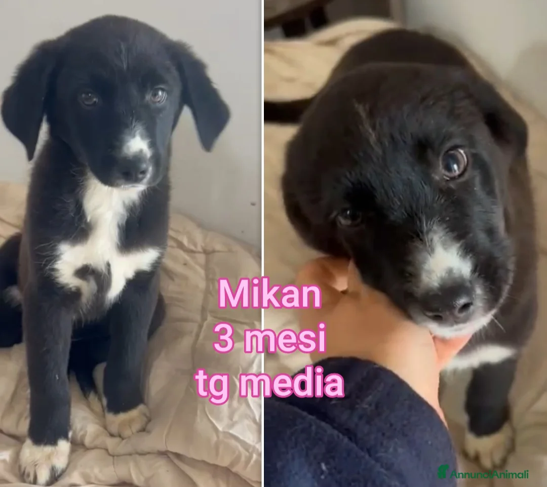 Meticcio cani in regalo: TROPPI CUCCIOLI ABBANDONATI  - Annuncio 1