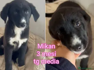 Meticcio cani TROPPI CUCCIOLI ABBANDONATI - Annuncio 3