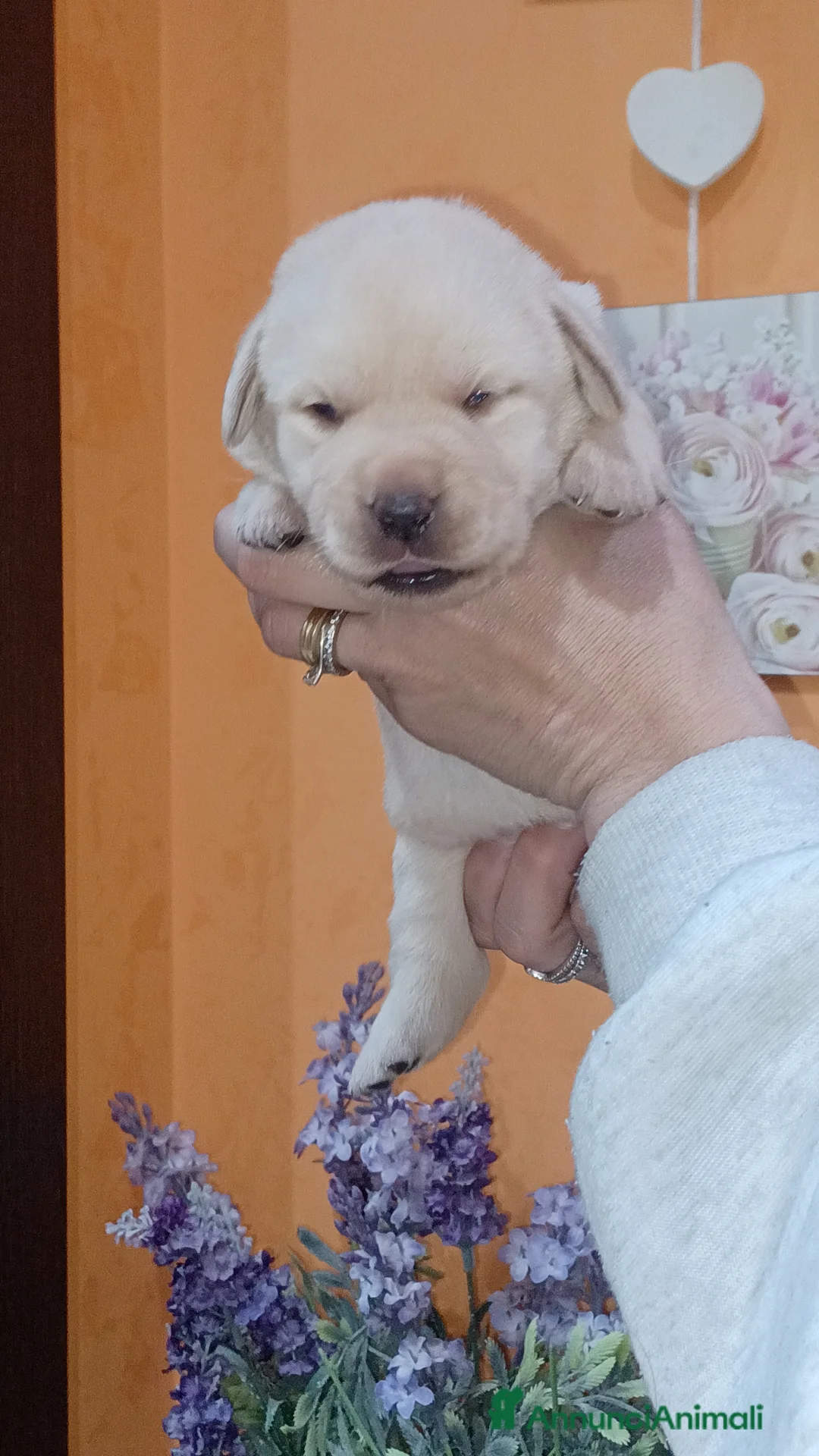 Labrador cani in vendita: Labrador miele con pedigree  a Provincia di Frosinone - Annuncio 2