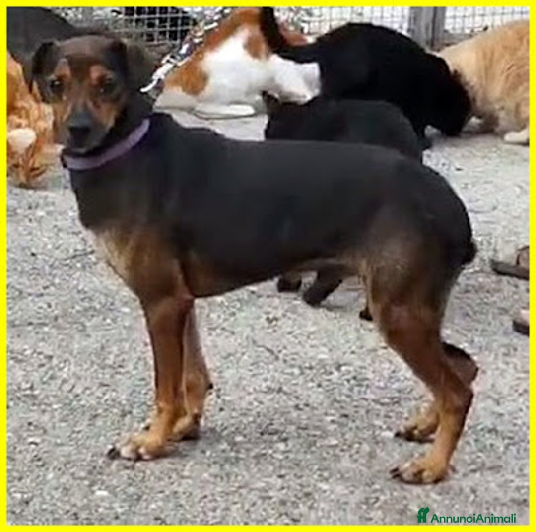 Meticcio cani in regalo: NOCINO 11anni buono con tutti! Adoz.d'amore! - Annuncio 4