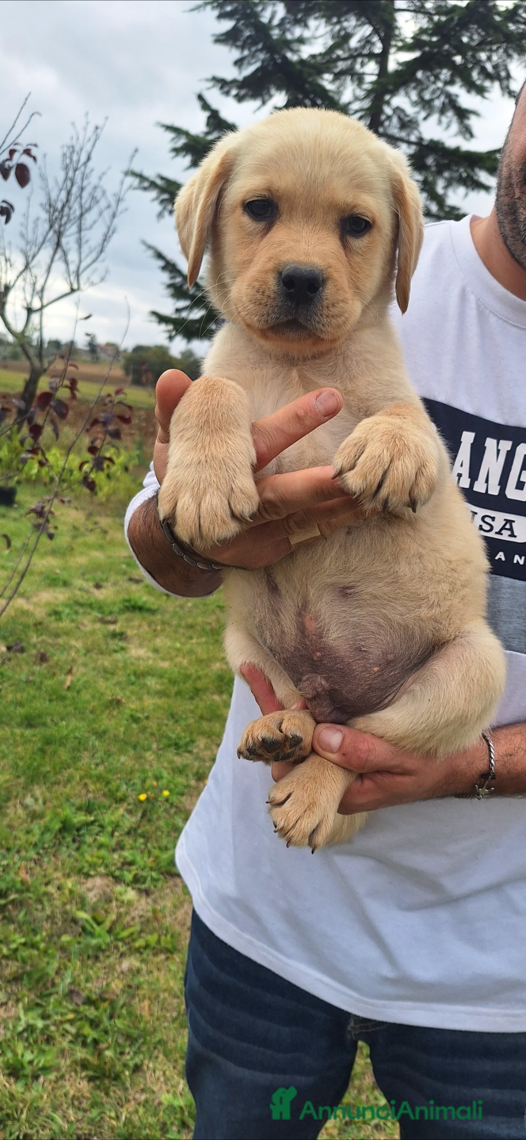 Labrador cani in vendita: Labrador cuccioli con pedigree Enci  - Annuncio 7