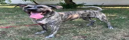 Meticcio cani in regalo: VITO MOLOSSETTO - Annuncio 12