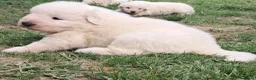 Pastore Abbruzzese Maremmano cani in vendita: Cuccioli di pastore Abruzzese Maremmano  - Annuncio 15