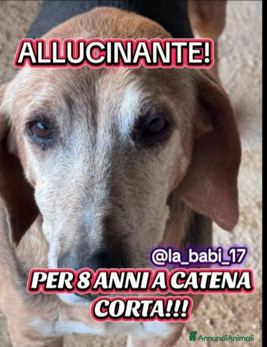 Segugio cani in regalo: Segugio x 8ANNI A CATENA CORTA!SOS X SPILLO.SUD a Città metropolitana di Milano - Annuncio 1