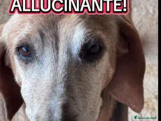 Segugio cani Segugio x 8ANNI A CATENA CORTA!SOS X SPILLO.SUD a Città metropolitana di Milano - Annuncio 14