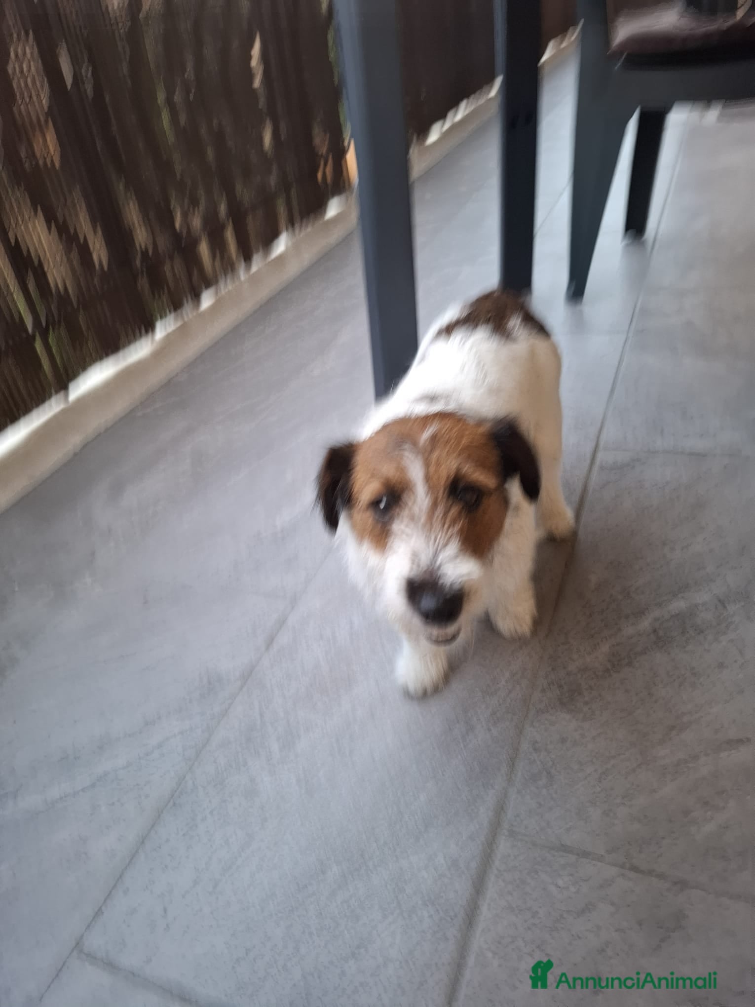 Jack Russell cani Jack Russell Terrier - Annuncio 36