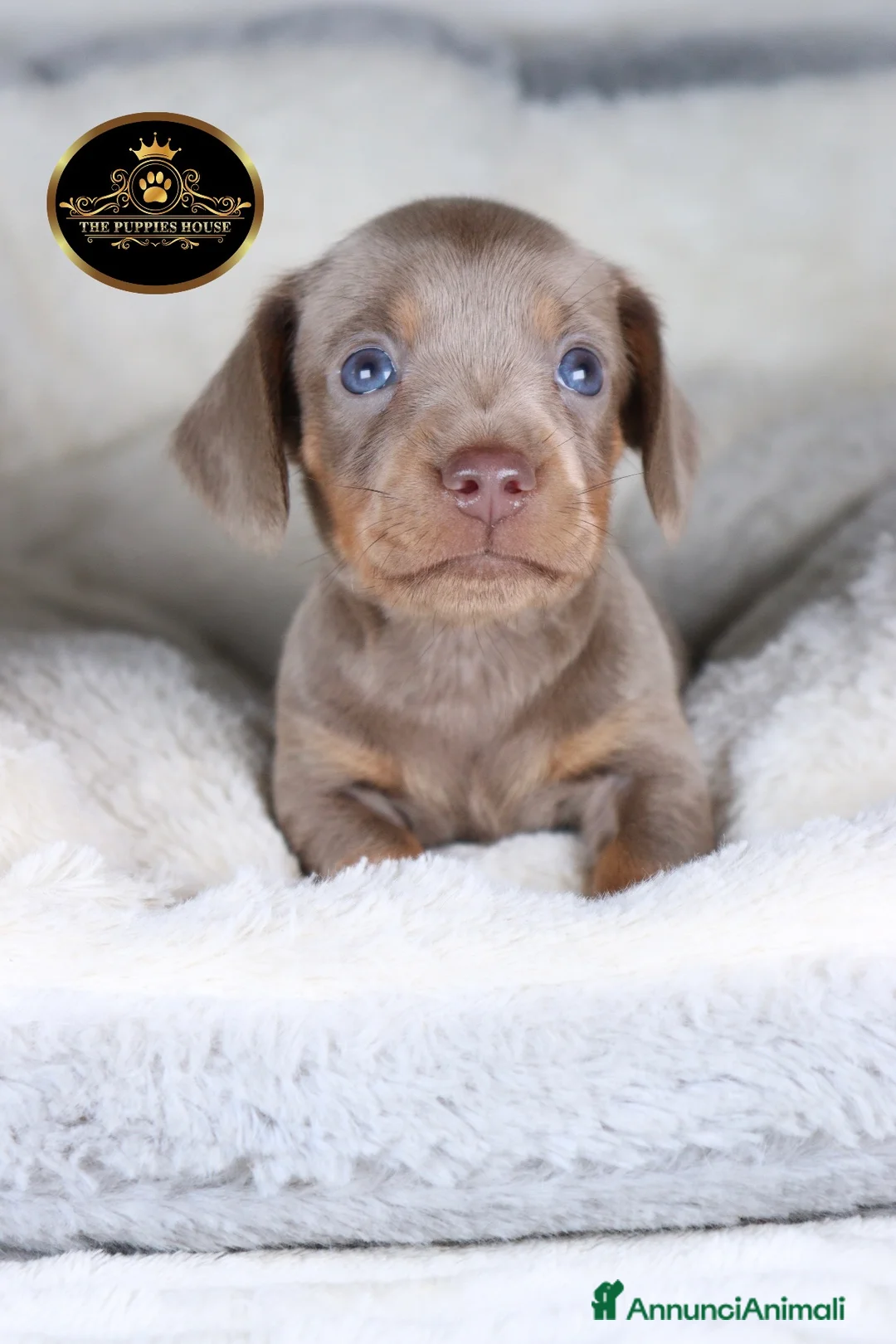 Bassotto cani in vendita: Bassotto Tedesco   - Annuncio 3