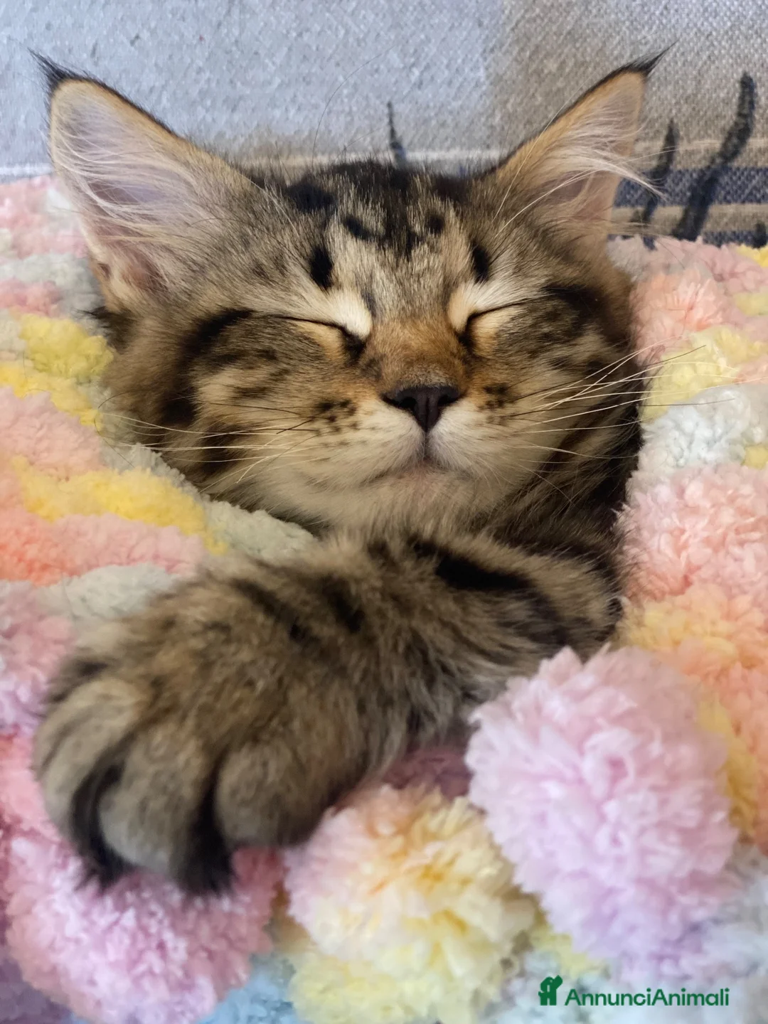 Siberiano gatti in vendita: PERCORSI OLISTICI E GATTINI SIBERIANI a Provincia di Como - Annuncio 2