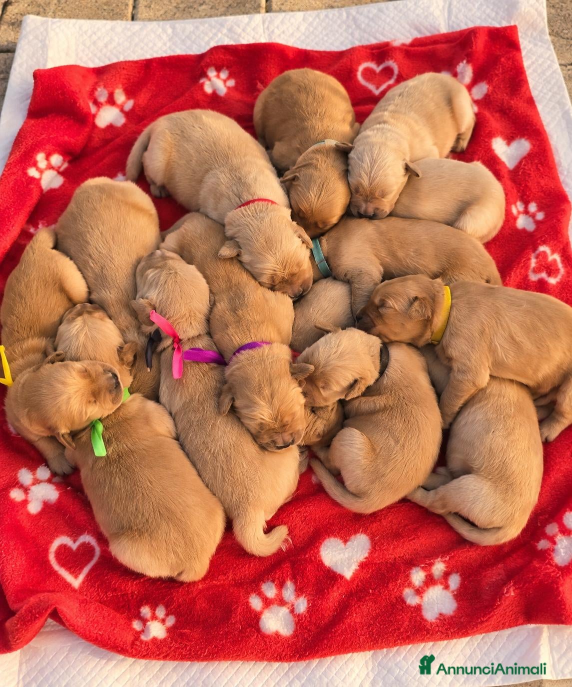 Golden Retriever cani Golden retriever 100% americano - Annuncio 3