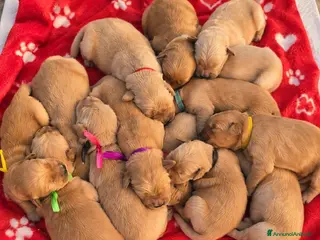 Golden Retriever cani Golden retriever 100% americano - Annuncio 3